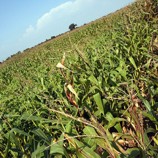 How are MN farmers preparing for Trump's tariffs?