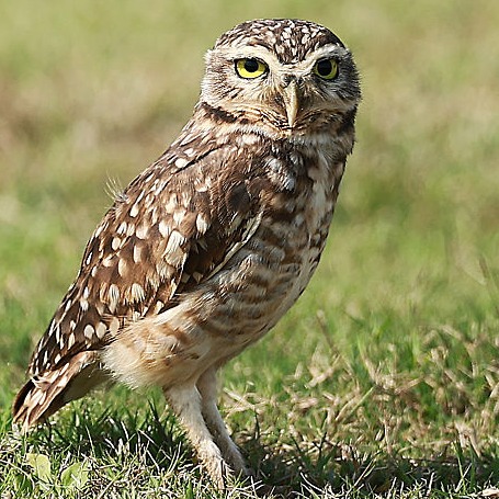 Friday Hour 3: are you afraid of heights? What about owls? Plus Dan Hayes talks Twins baseball episode artwork