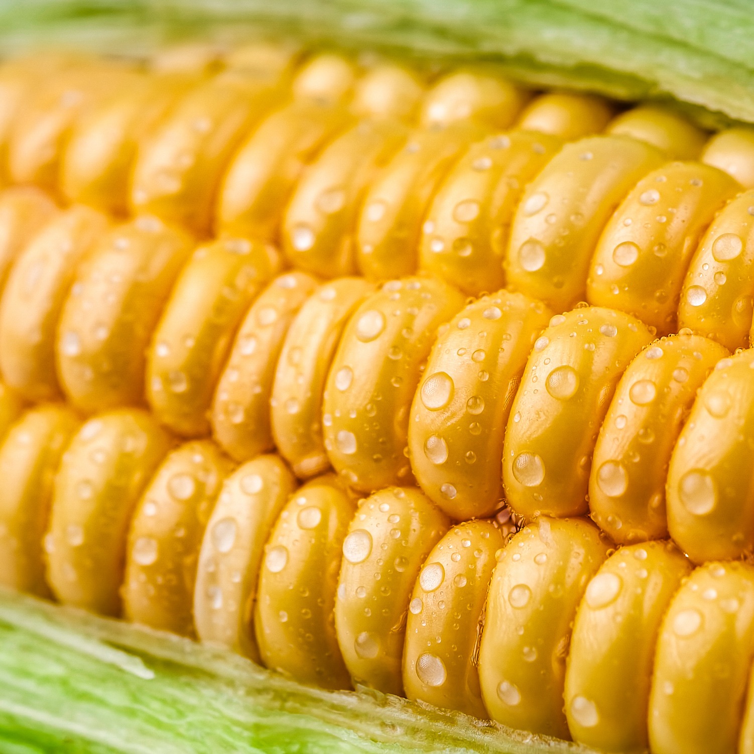 Radd Report: Sweet Corn, Best Part of Summer and State Fair Musts! episode artwork