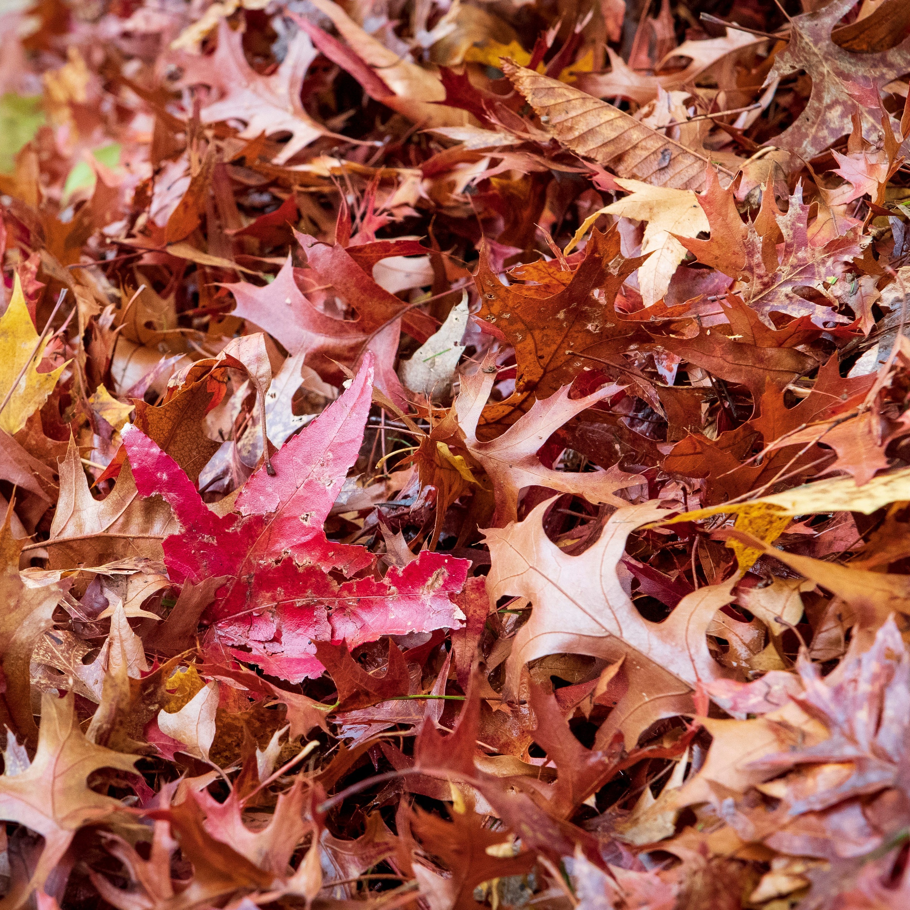 What do you do with your leaves?