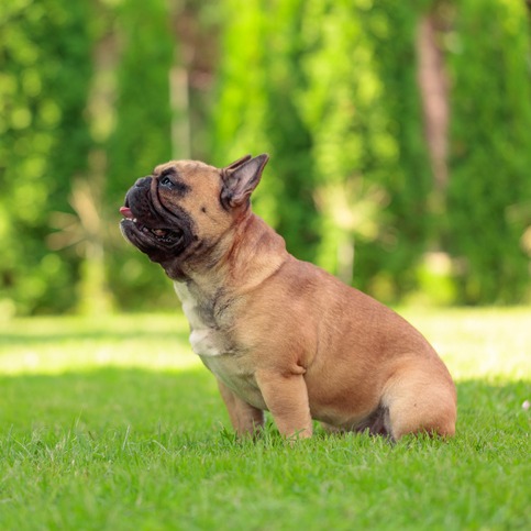 French Bulldogs aren't so much dogs as they are accessories. Am I Wrong? episode artwork