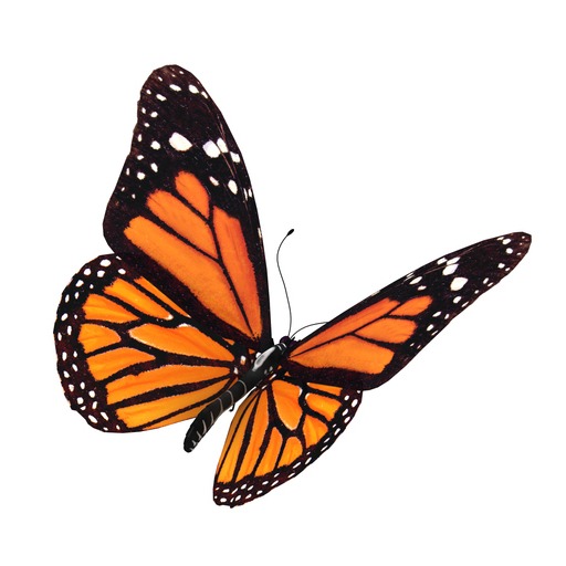 Has there ever been a caterpillar that decided not to become a butterfly? Let's do Text-a-Topic! episode artwork