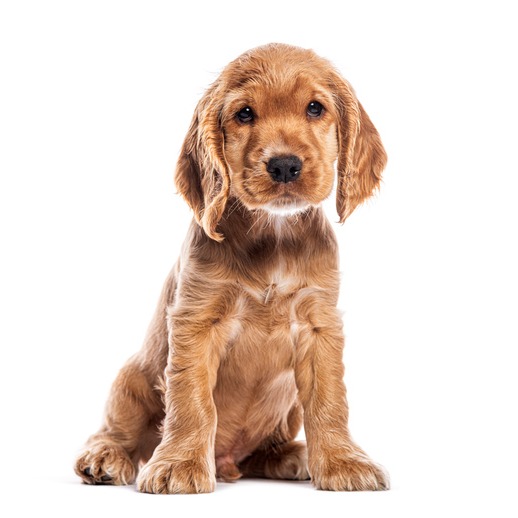 Rena Sarigianopoulos, FOX News turns 30 & the decision to pitch or attend your child's birth?