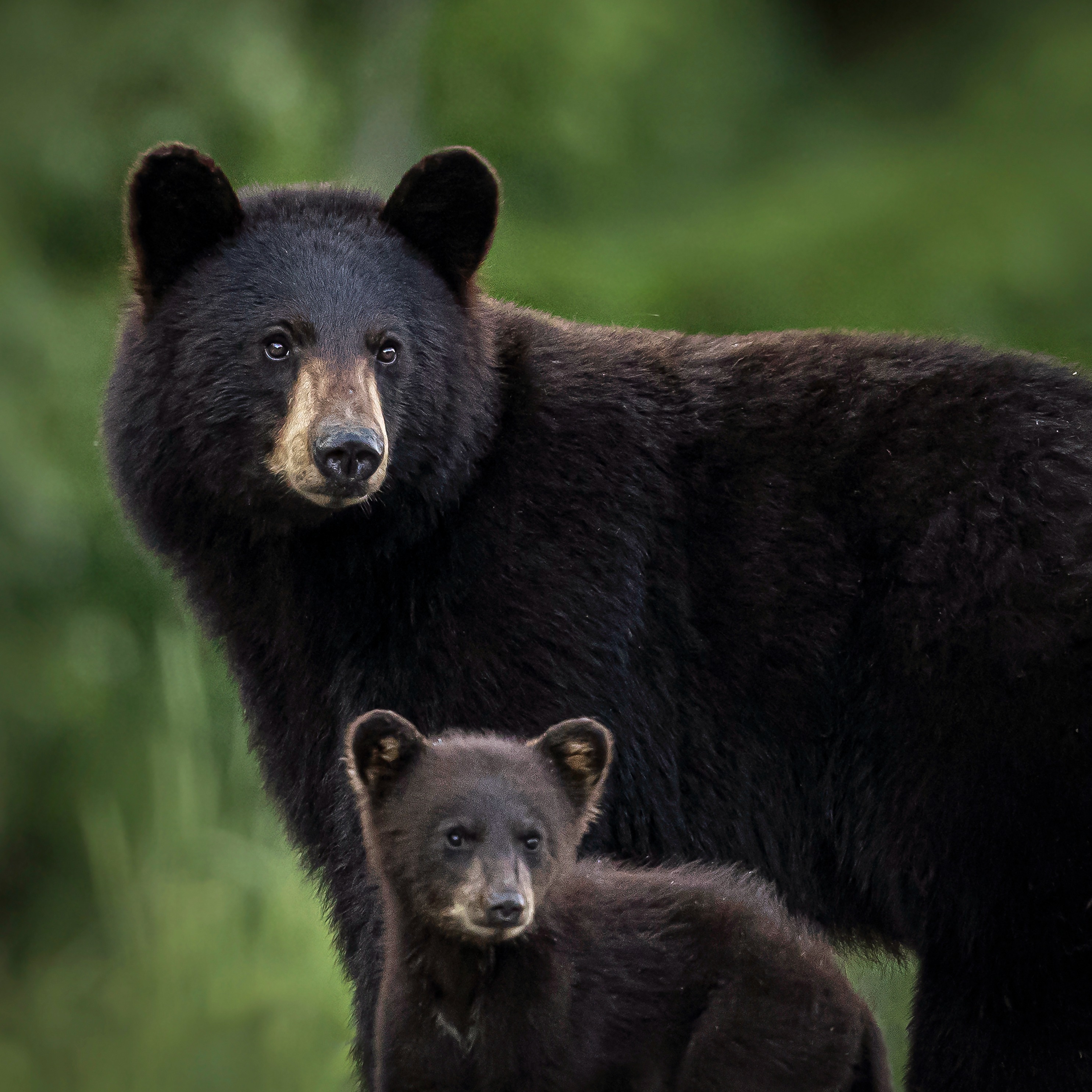 Why are black bears showing up in neighborhoods on the Northshore, and what should you do if you encounter one?