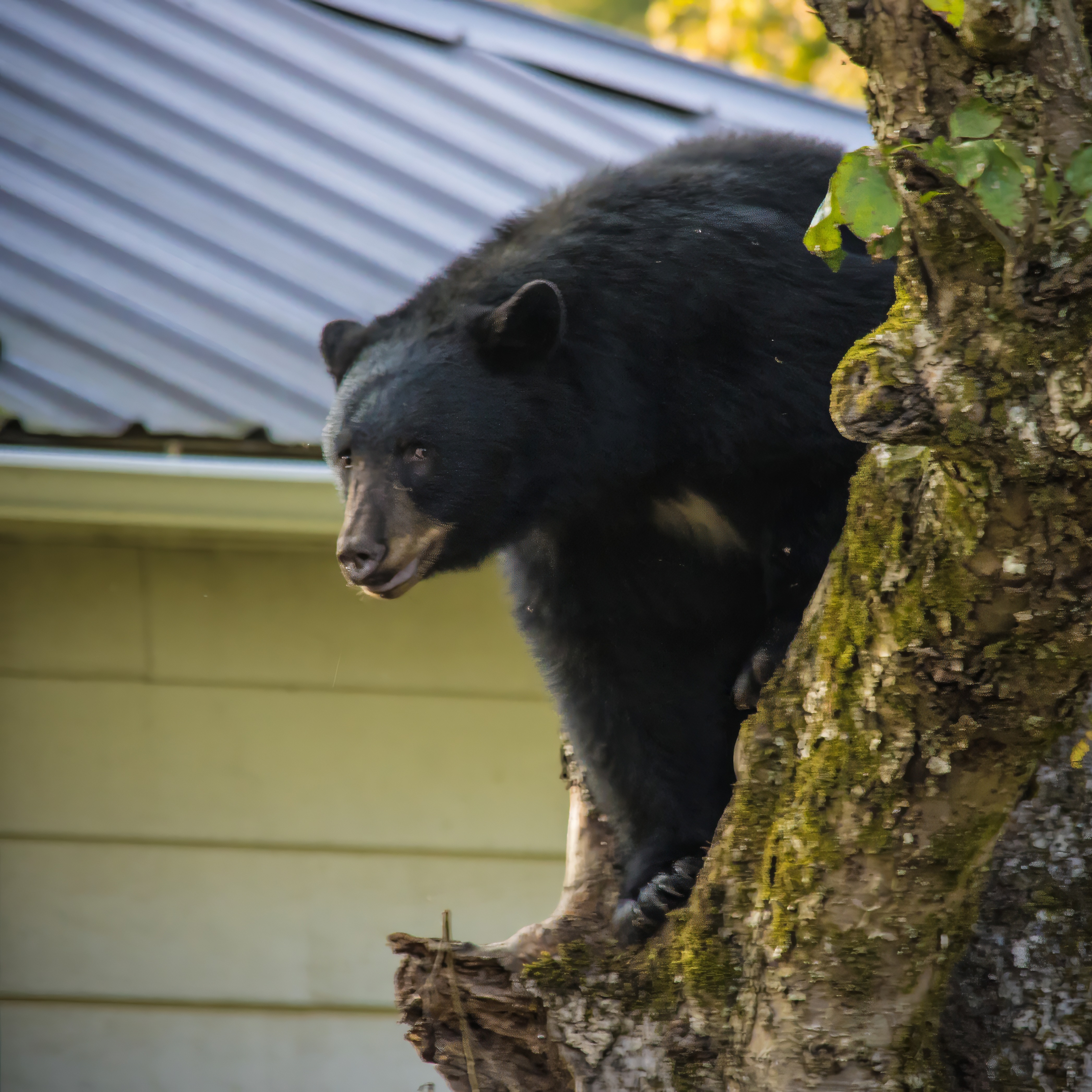 Hour 3: Black bears are making more appearances on the Northshore
