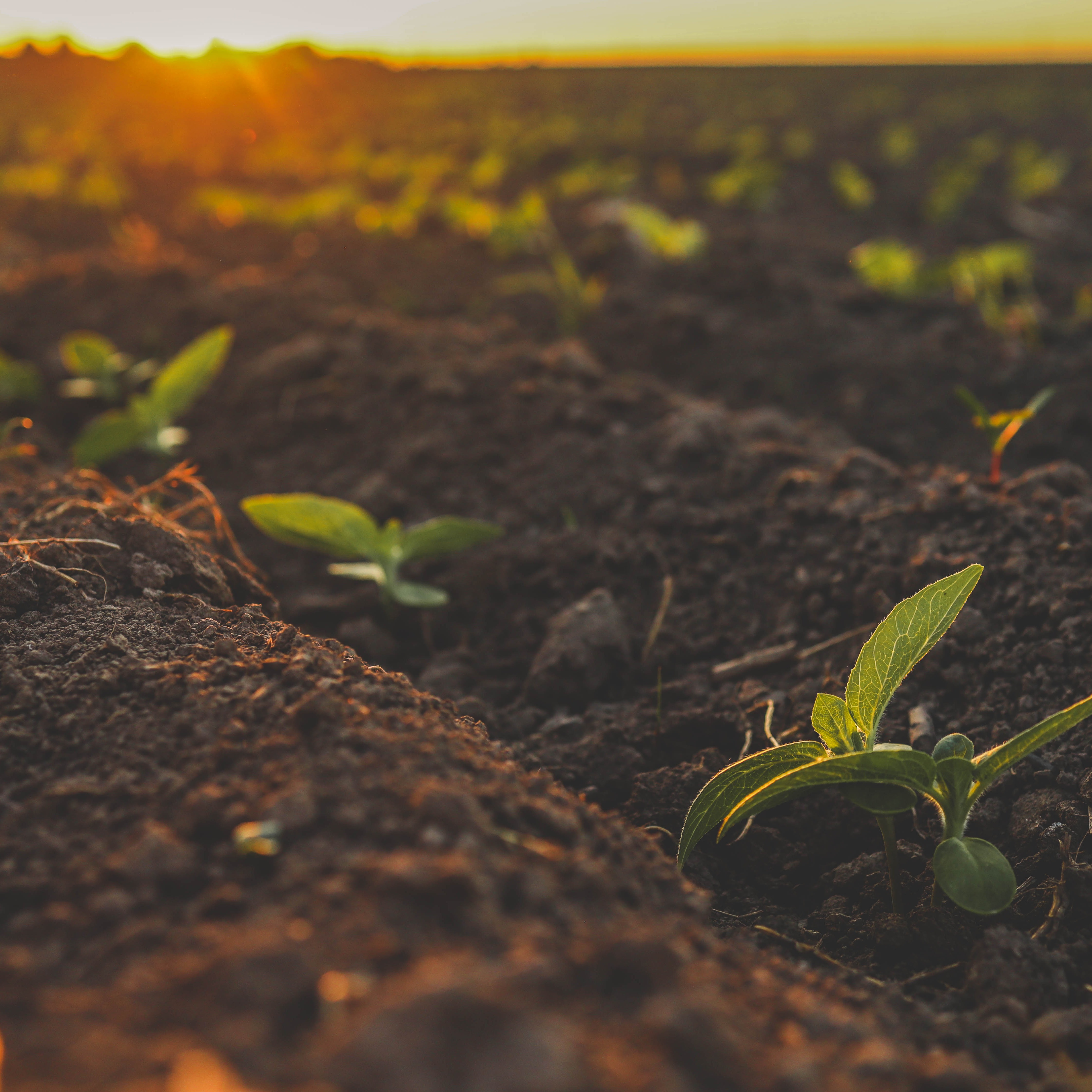 A massive, half-a-billion-dollar fertilizer plant is coming to Jefferson Parish