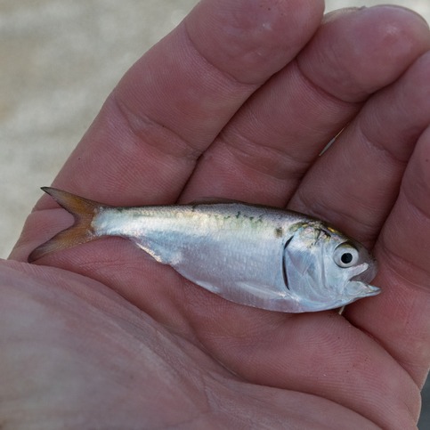 Should Louisiana match what other states are doing with the menhaden industry? episode artwork