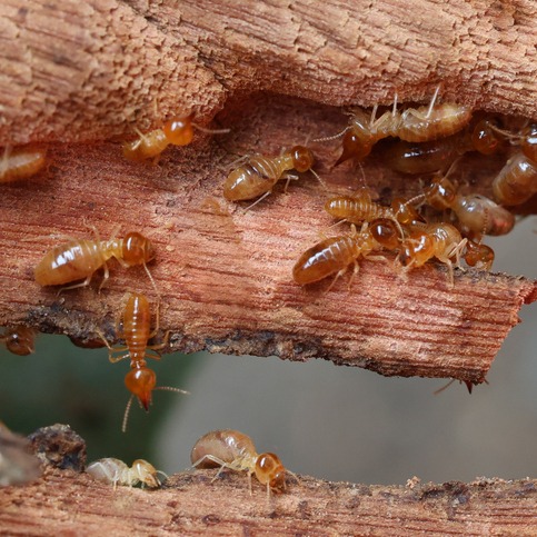 The termites are swarming! Here's everything you need to know episode artwork