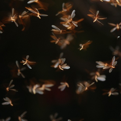 Termites have been swarming. Here's how to protect your property episode artwork