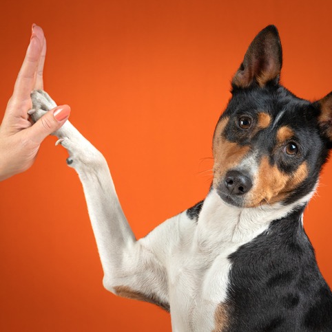 The Louisiana Humane Society needs your help this May episode artwork