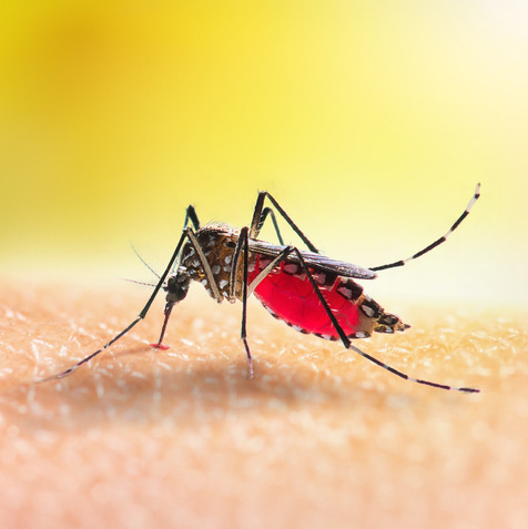 Why Google wants to release 32 million mosquitoes...to reduce mosquito populations episode artwork