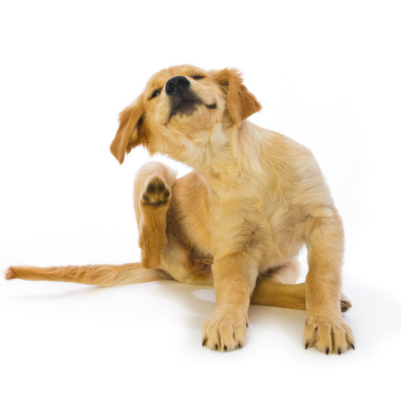 How to keep your pets safe from the flea invasion this summer episode artwork