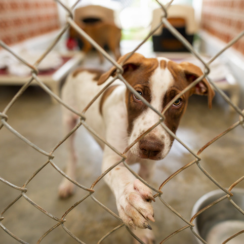 St. Tammany urgently needs your help to save dogs episode artwork