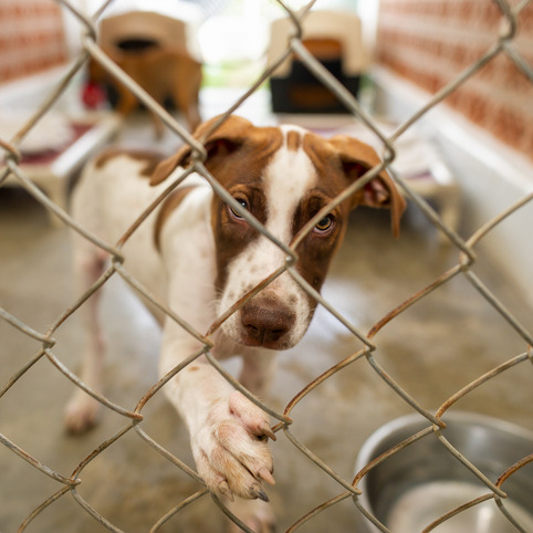 Animal cruelty or animal rescue in St. Bernard? episode artwork