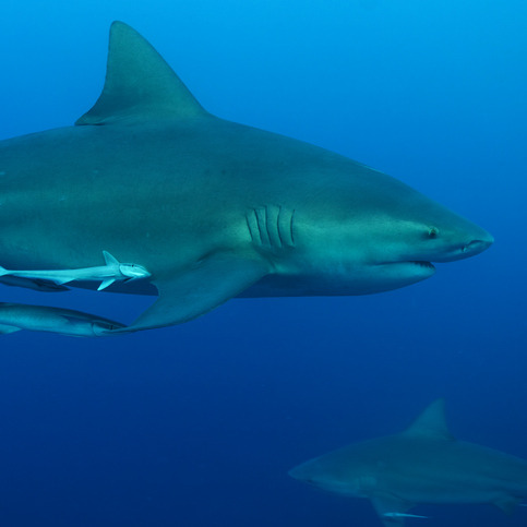 Shark populations in the Gulf are increasing. Here's what to know episode artwork