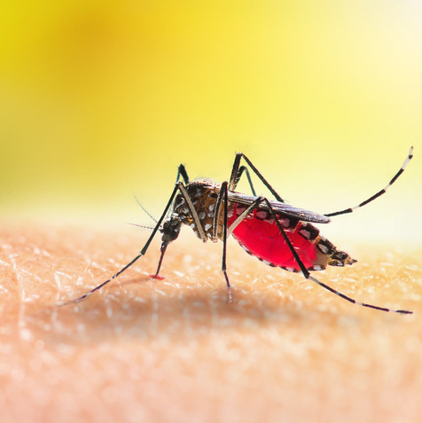 All this rain means lots of breeding spots for mosquitoes. Here's what to do episode artwork
