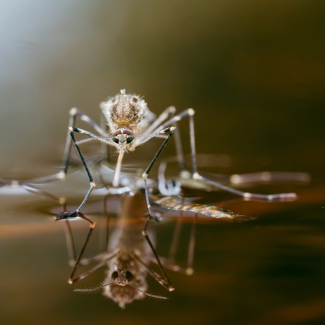 Hour 1: Stopping those pesky mosquitoes episode artwork