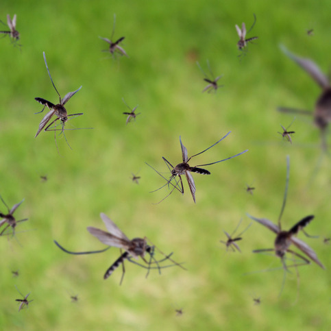 It's unfortunately perfect mosquito breeding weather episode artwork