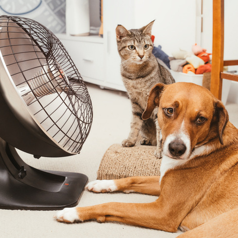 Make sure you're keeping yourself AND your animals cool with this heat episode artwork
