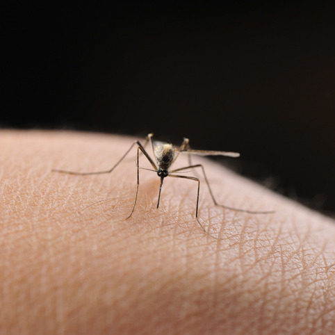 All this heat brings us some good and bad news with mosquitoes episode artwork
