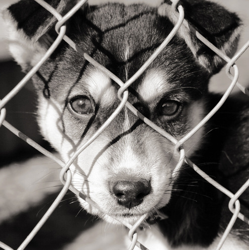 Funding cuts would be devastating for the Louisiana SPCA...and animals episode artwork