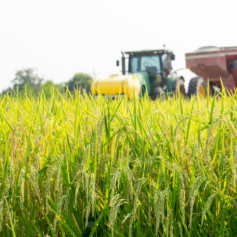 How Louisiana rice is helping the hungry episode artwork