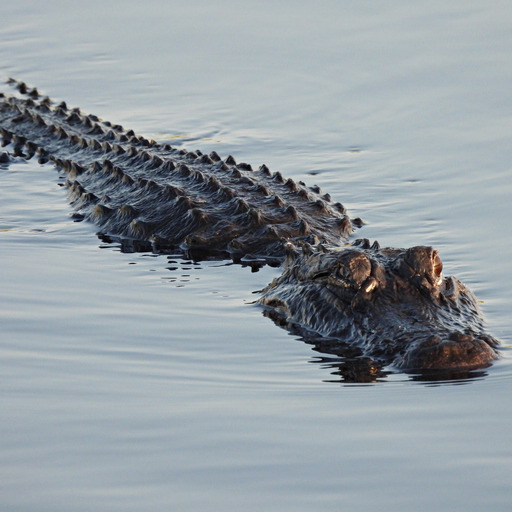 Recreational alligator hunting is coming to Louisiana. Here's what to know episode artwork