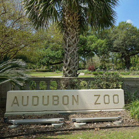 There's a new train at Audubon Zoo episode artwork