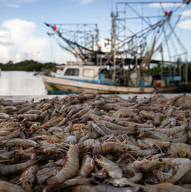 Louisiana shrimpers are getting hit hard. They want President Trump to help episode artwork