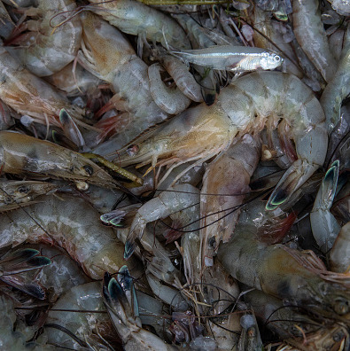 Hour 2: Why Louisiana shrimpers are asking President Trump for help episode artwork