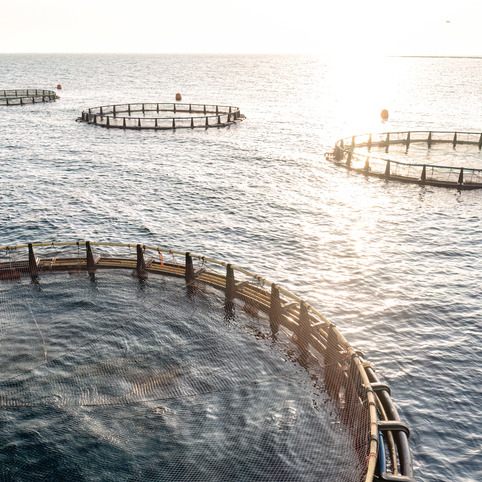 Could fish farms be the future of Louisiana seafood? episode artwork