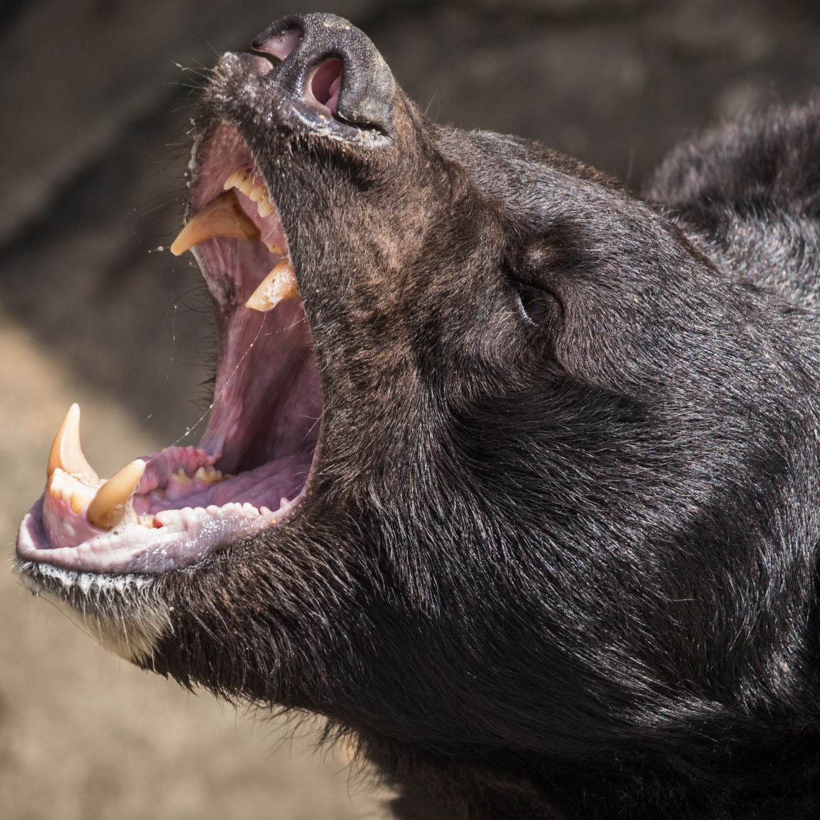 Going on a bear hunt; gonna find a bear: Full Show 12/19/24