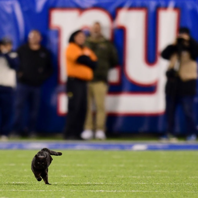 Who knew that cats could score touchdowns?: Full Show 2-7-2025