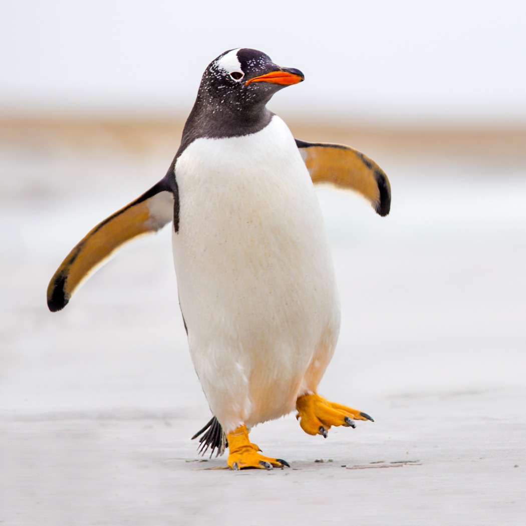 Get in loser, we're wrecking the global economy and tariff-ing penguin poop: Full Show 4/3/2025