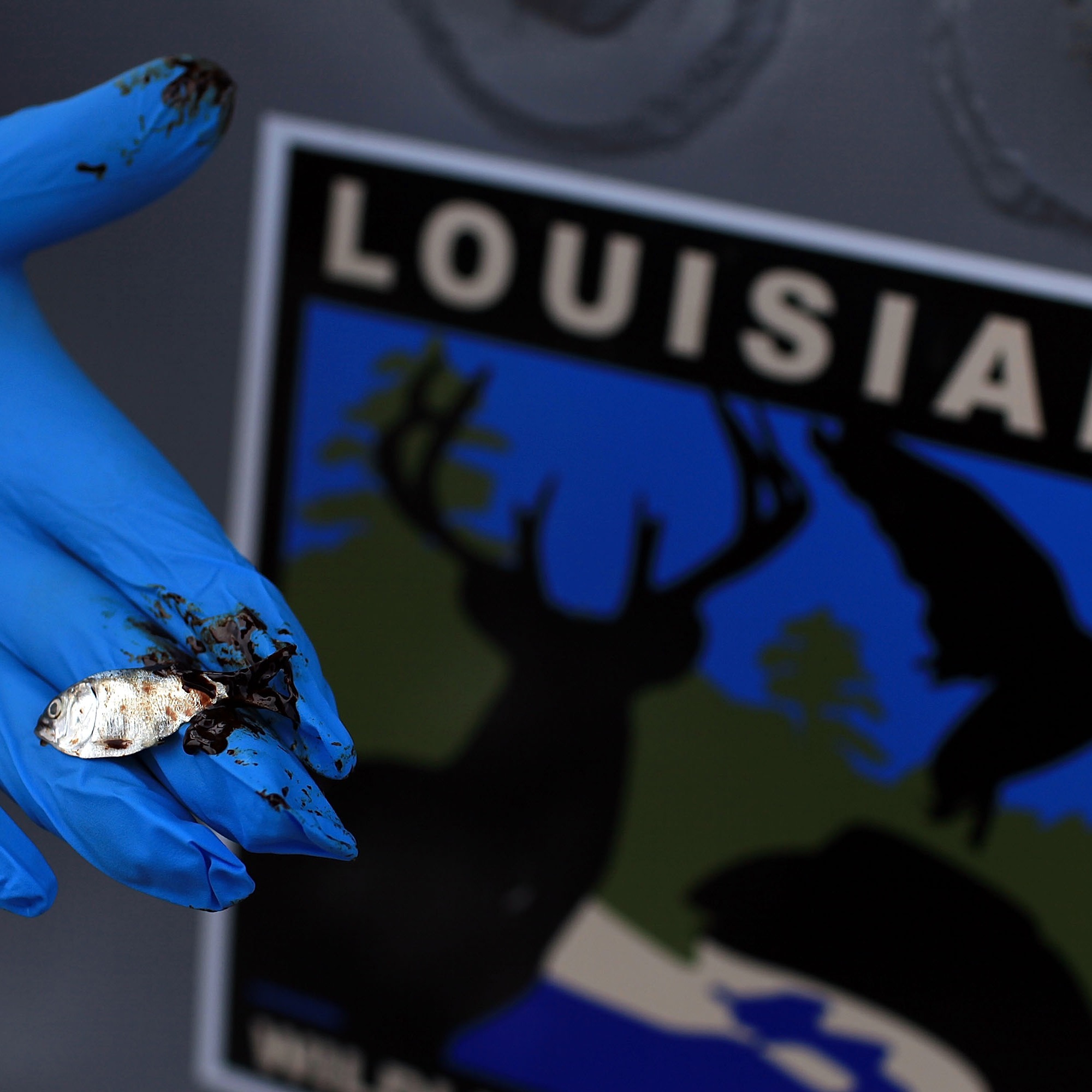 What's the Gulf look like without the Endangered Species Act? episode artwork