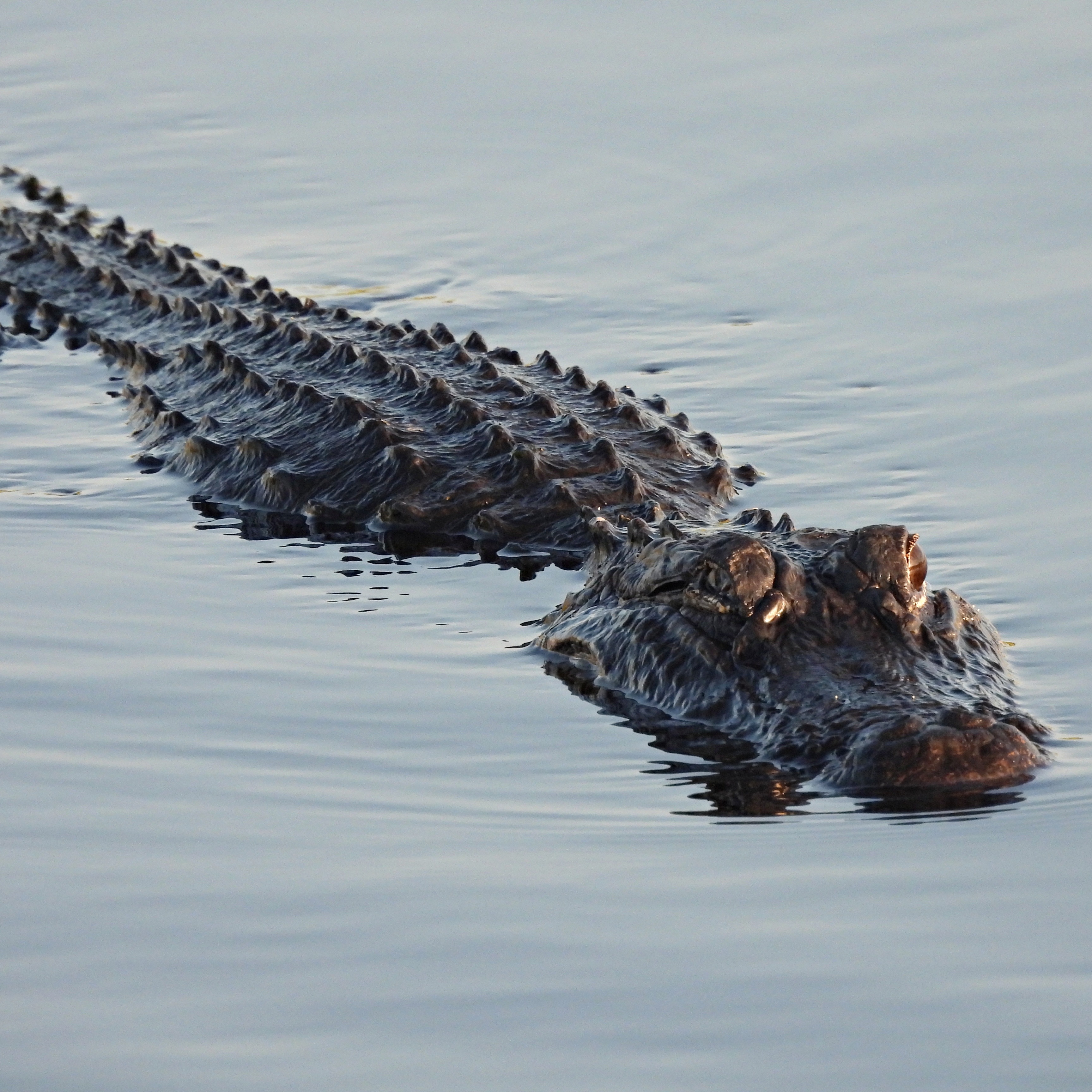 Hour 1: What's going on with all the alligator/crocodile attacks? episode artwork