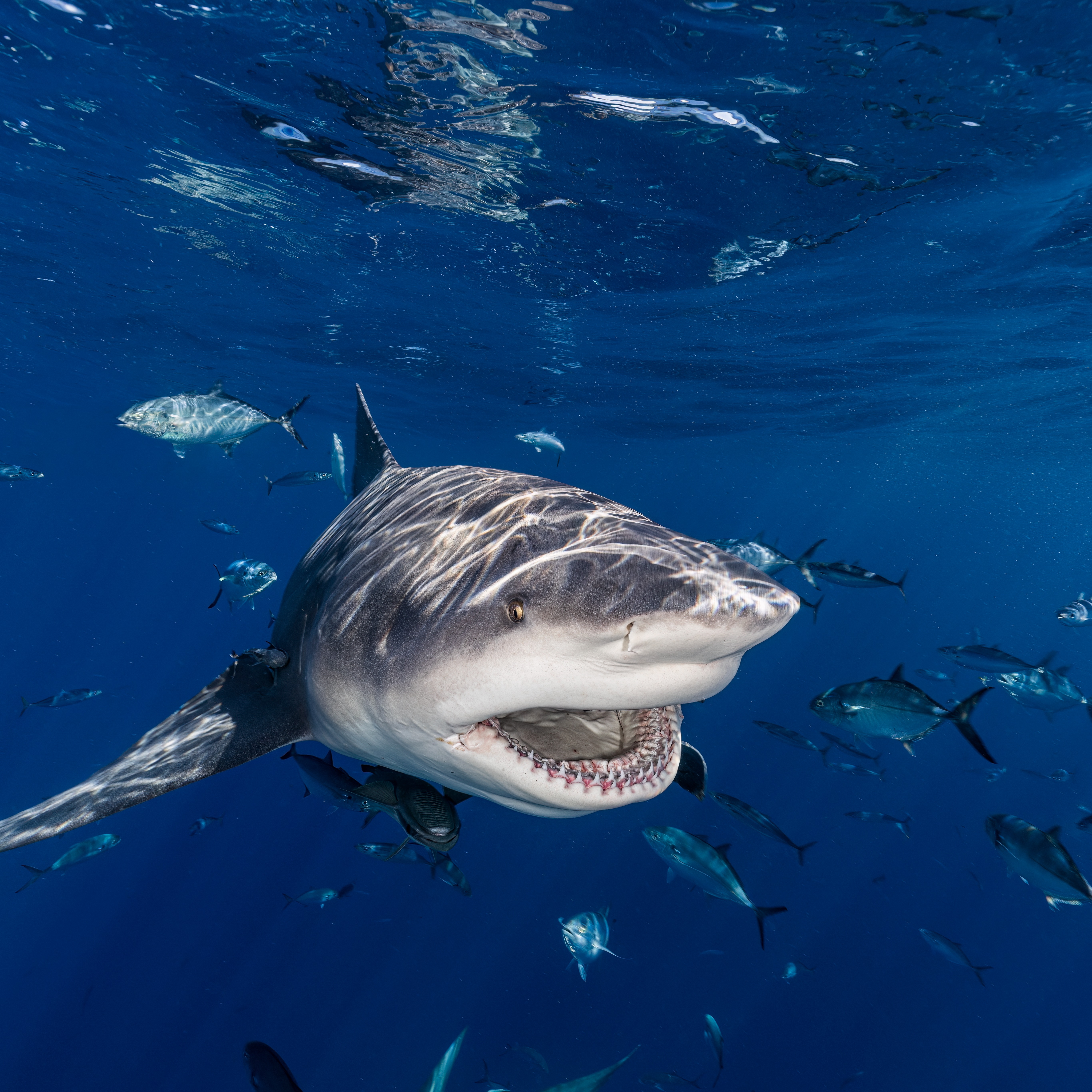 Hour 3: Research shows an increase in the population of sharks in the Gulf episode artwork