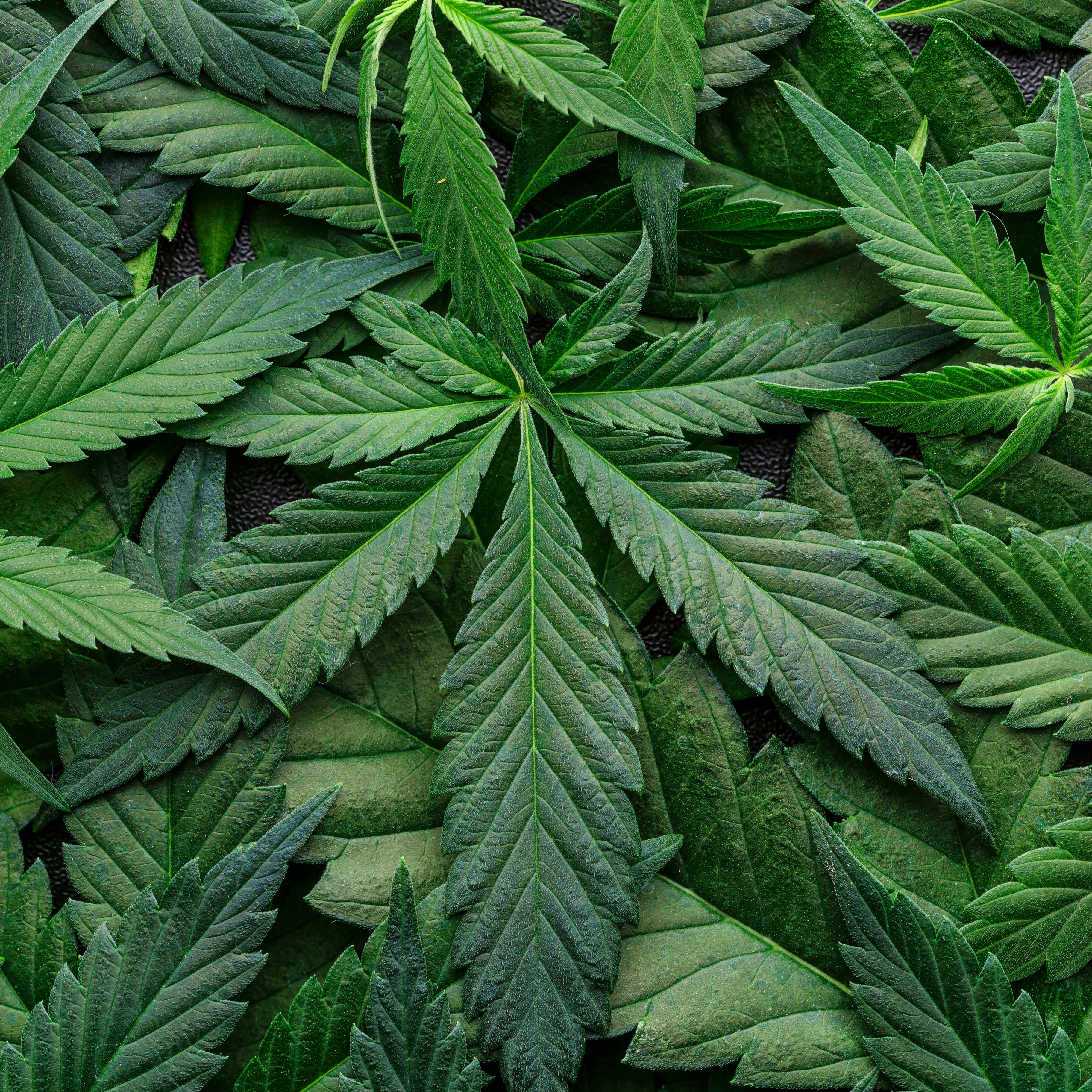 Hour 1: Alcoholic beverage drinkers who are against the legalization of marijuana are hypocritical episode artwork