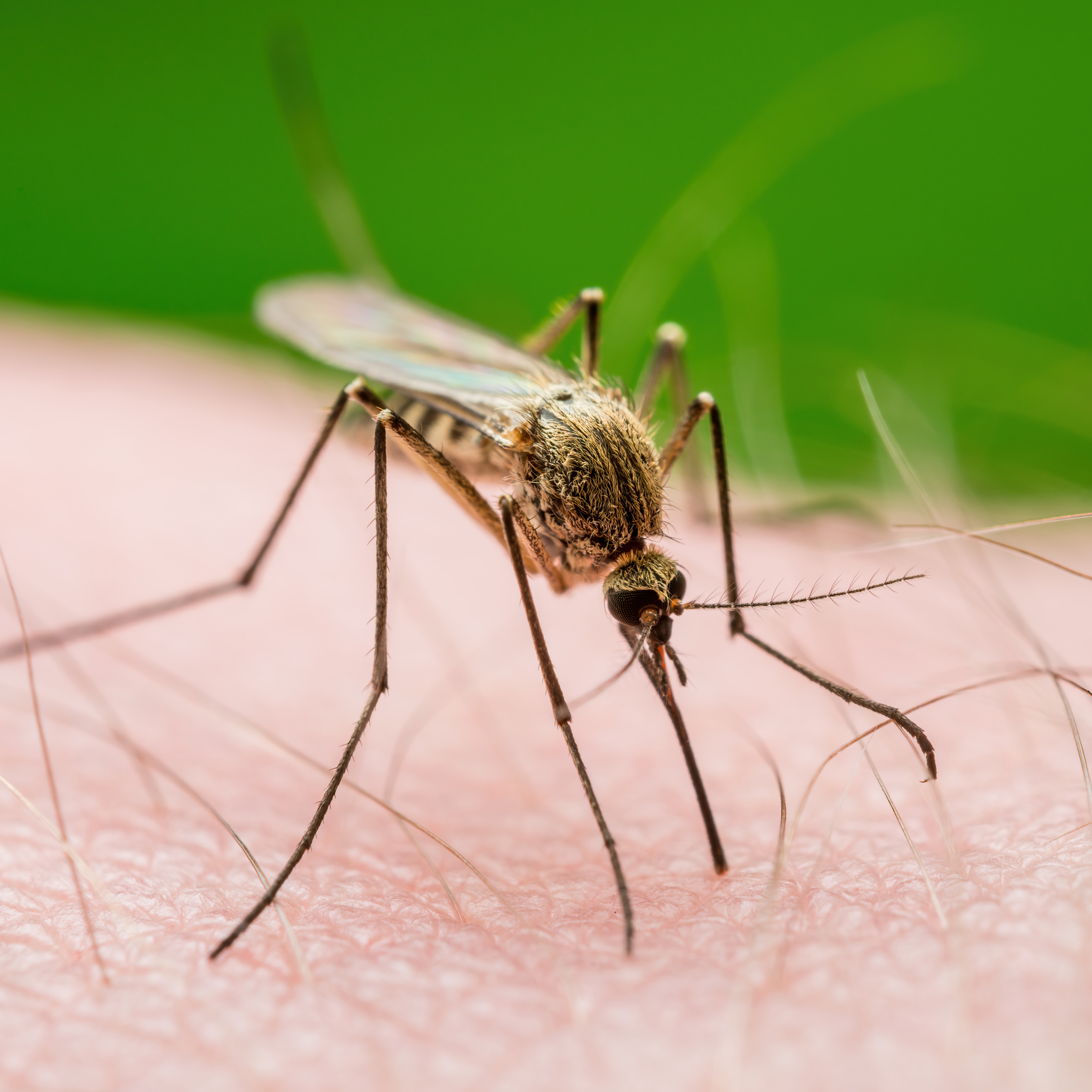 What role do mosquitos play in local ecosystems? episode artwork