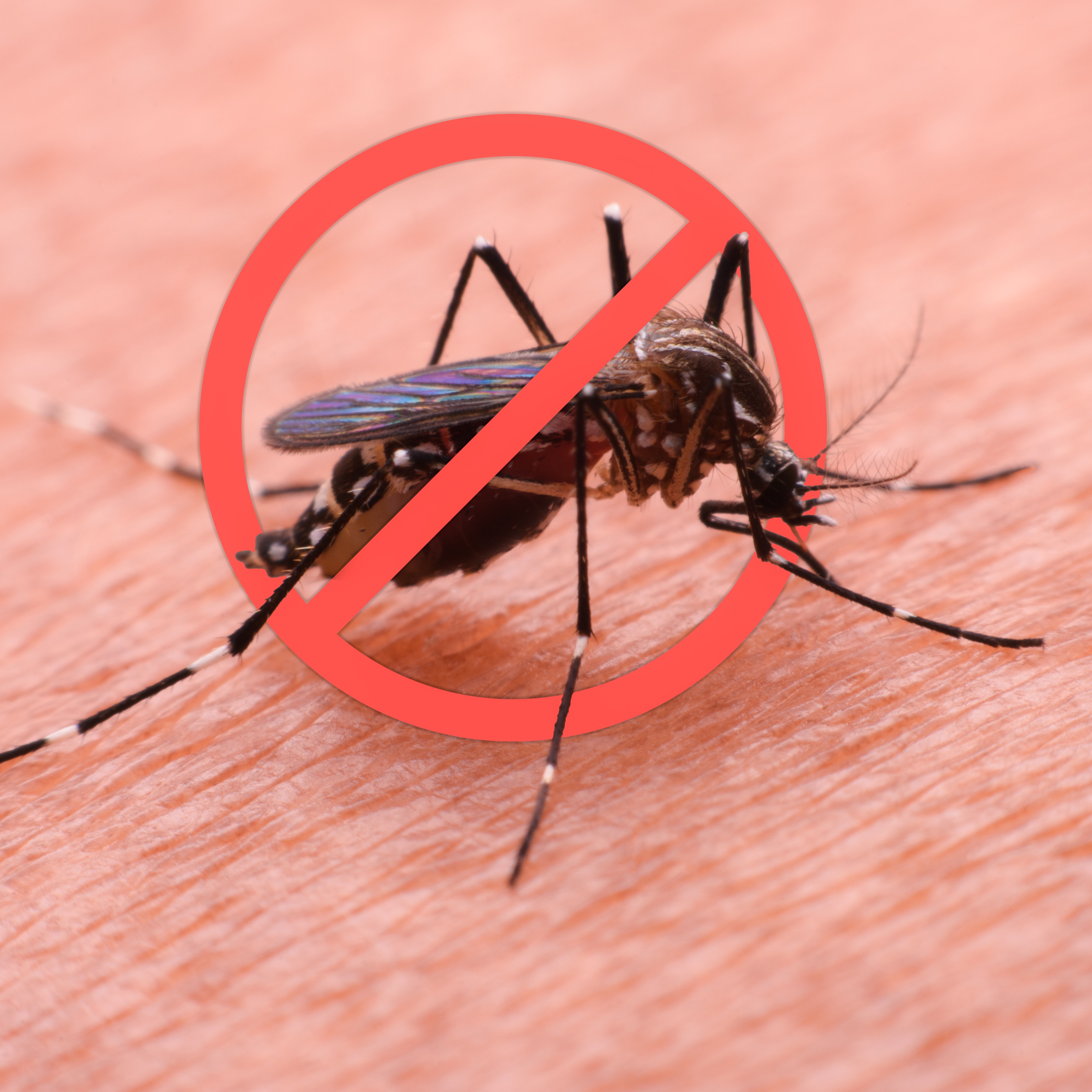 Hour 1: Can anyone make a case for the existence of mosquitoes? episode artwork