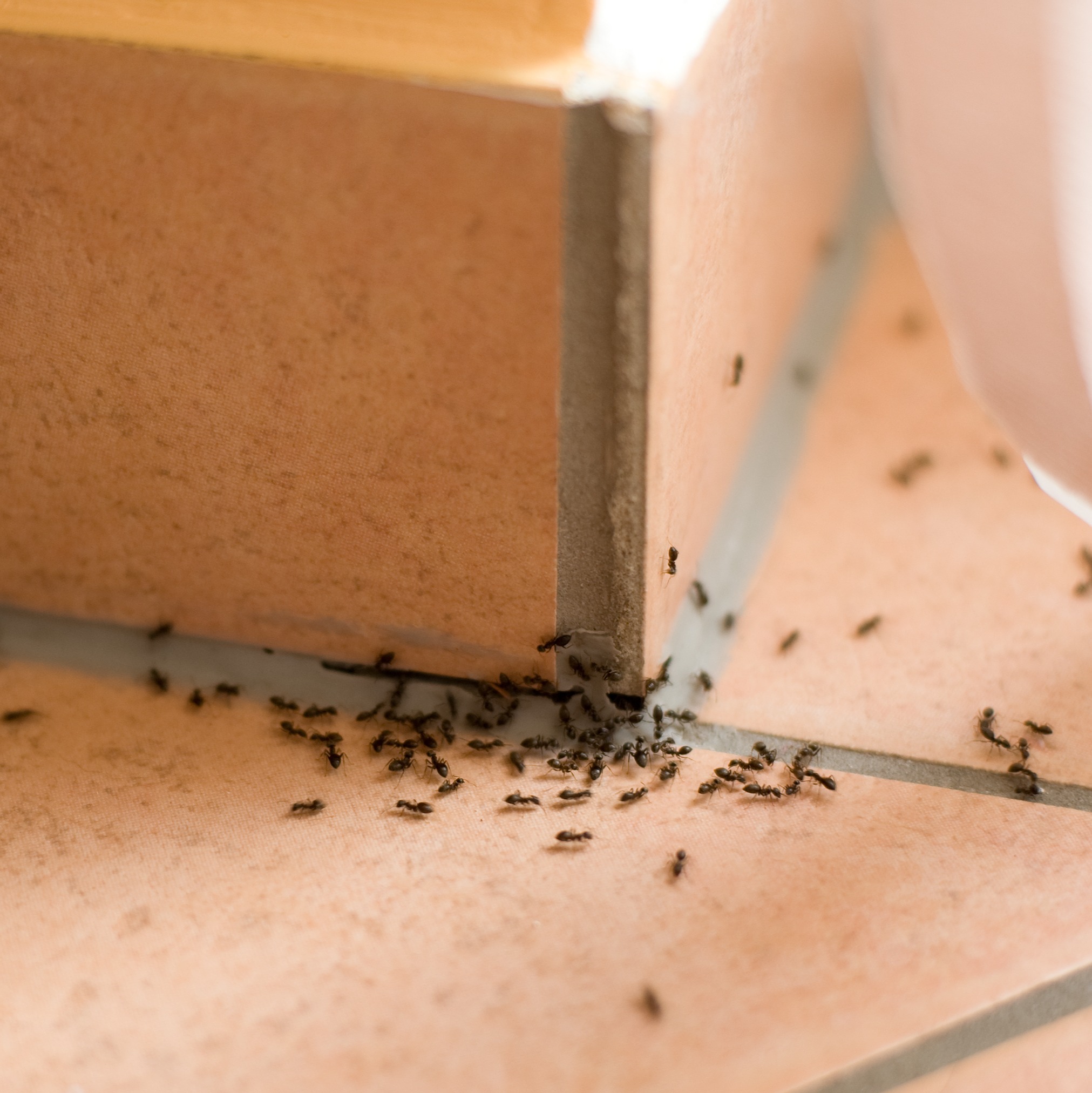 Looking to get rid of Ants? We got the solution! episode artwork