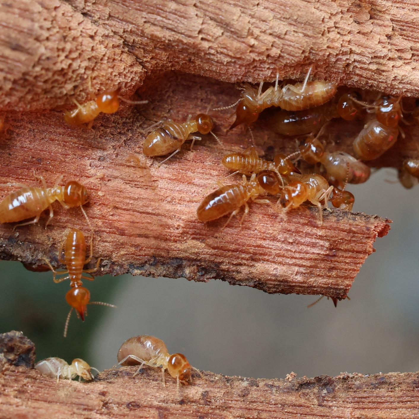 Termites season is finally here!: Full Show 5-17-2025 episode artwork