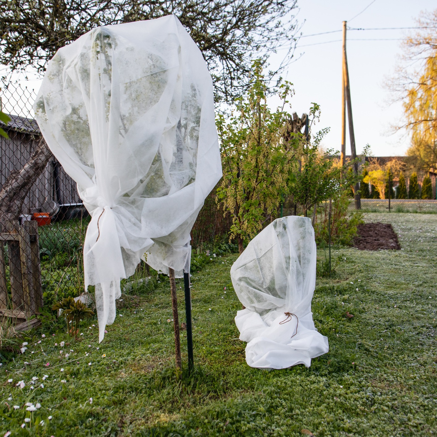 How can you protect your plants during a freeze? episode artwork