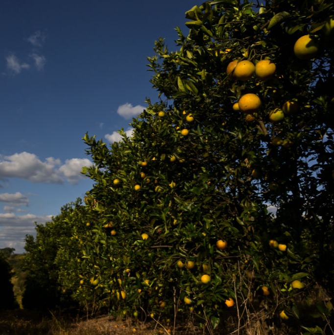 We all need to reel in our expectations of fruit from young citrus trees back a bit...: Full Show 11/2/2024 episode artwork