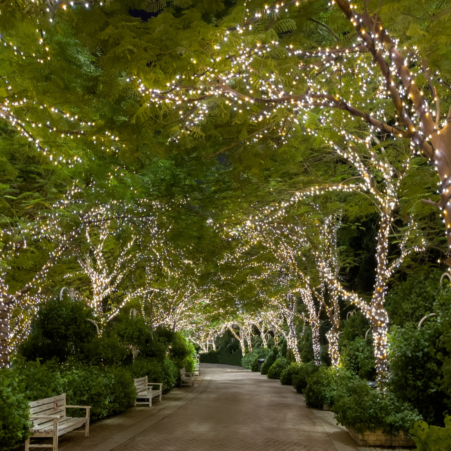 With Winter here, what can you do to protect your plants?: Full Show 11/23/2024 episode artwork