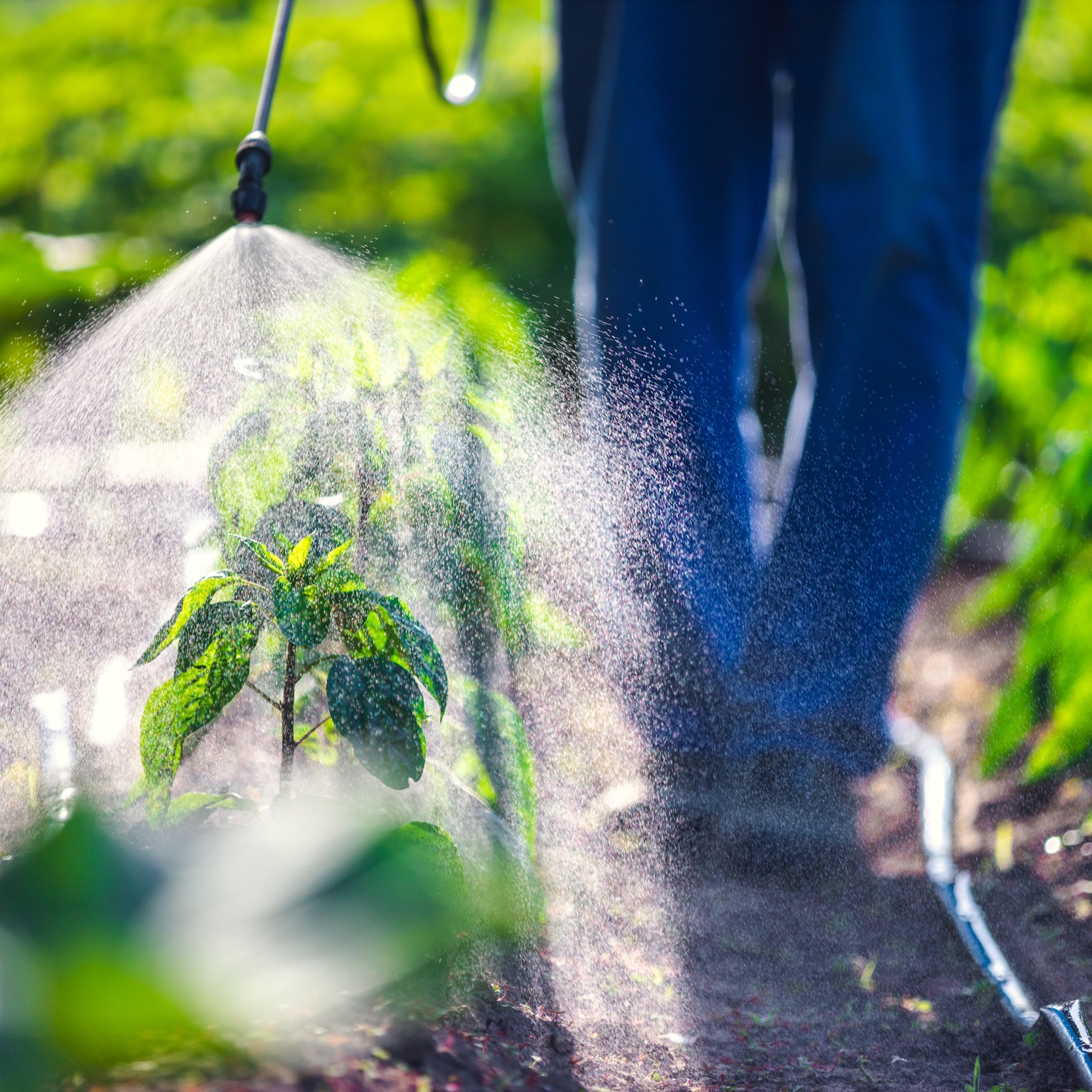 What should you look for in a general herbicide?: Full Show 2-1-2025 episode artwork