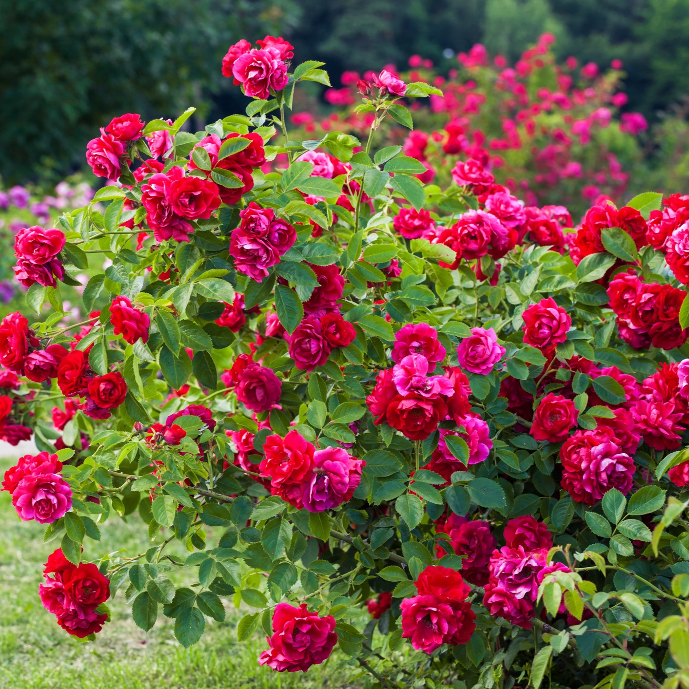 Should we be pruning back rose bushes right now?: Full Show 2-8-2025 episode artwork