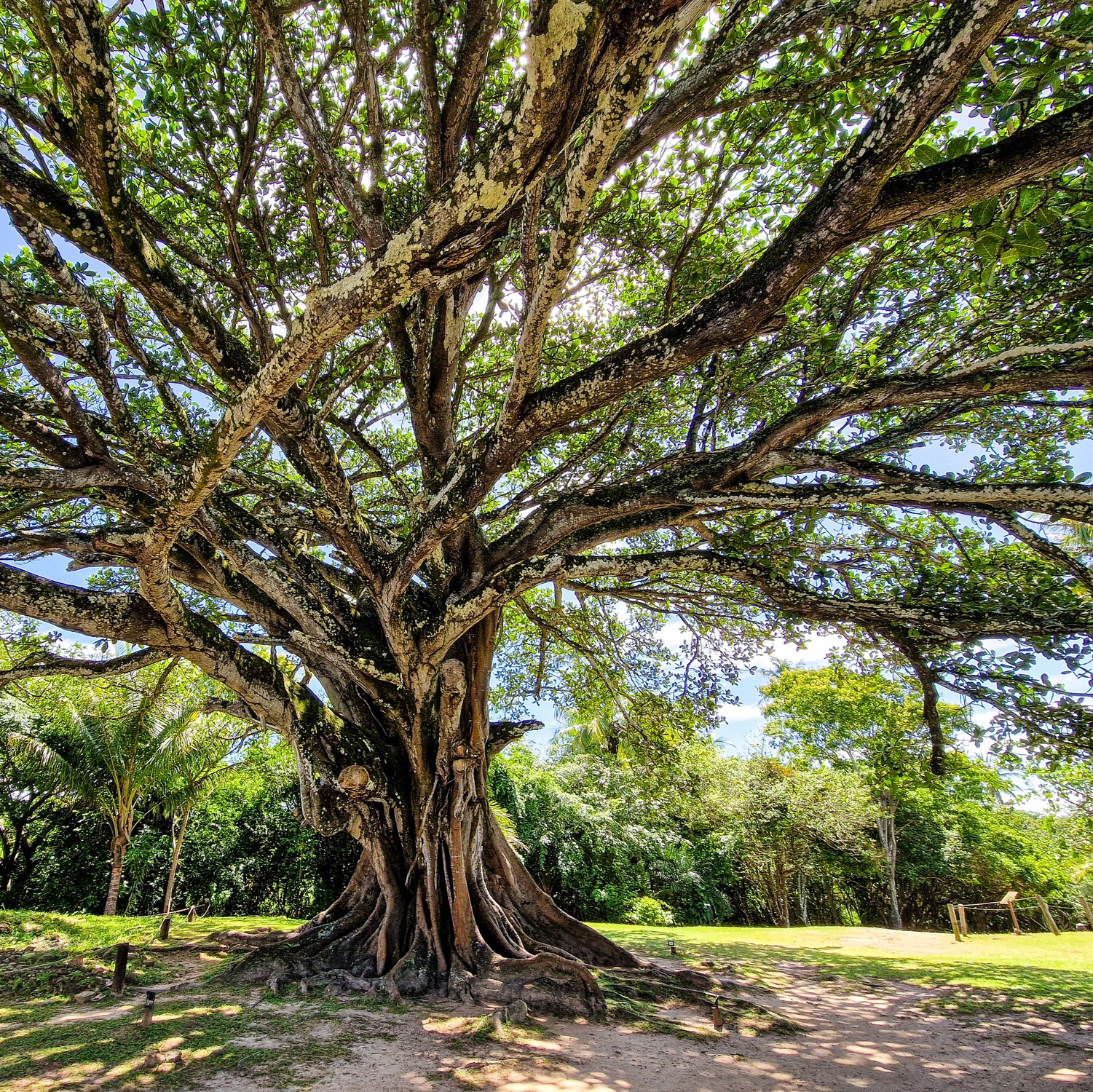 Are our fig trees hearty enough to still be healthy after this last winter?: Full Show 3-1-2025 episode artwork