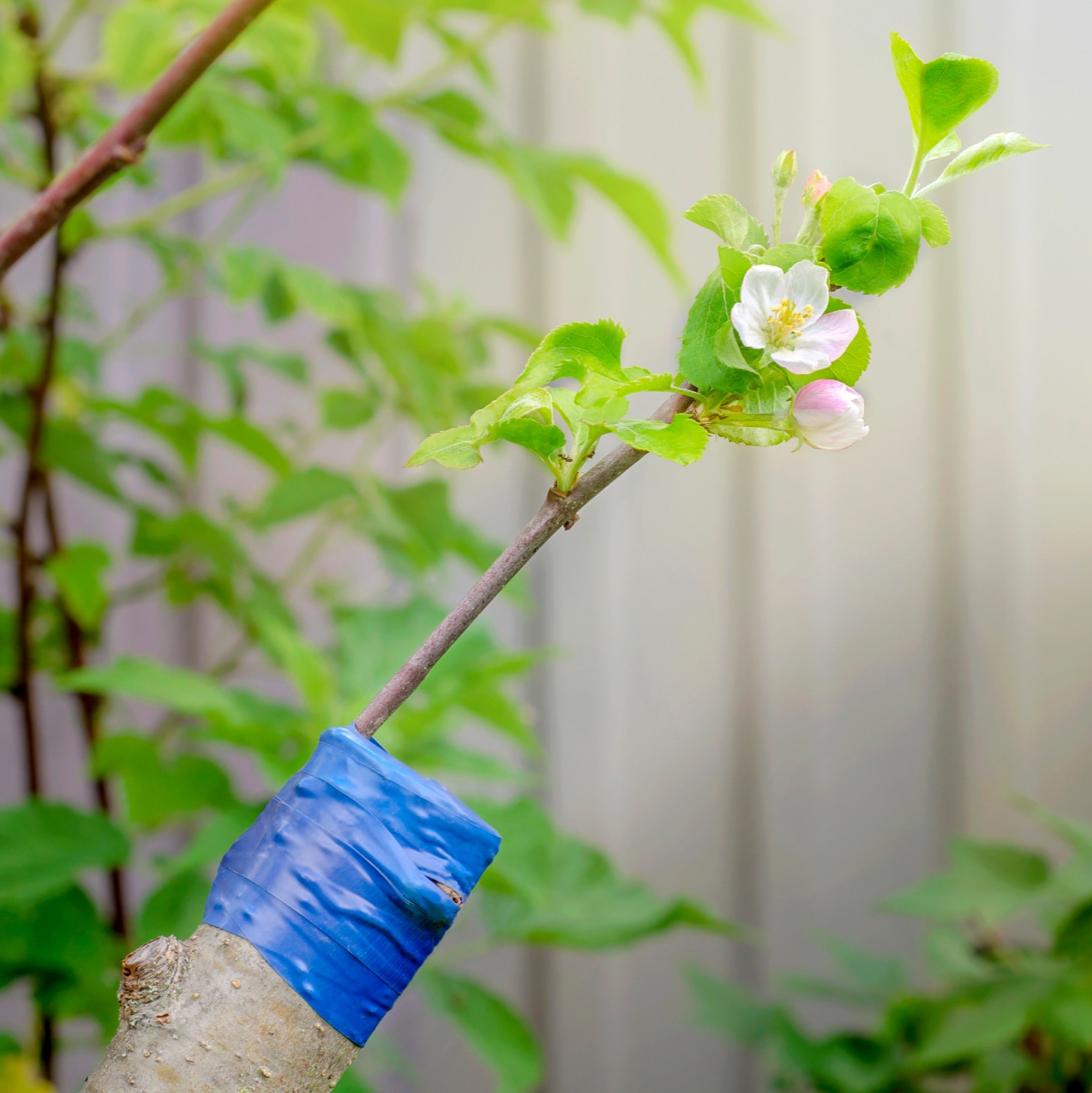 Grafting is much easier than it seems...: Full Show 3-8-2025 episode artwork