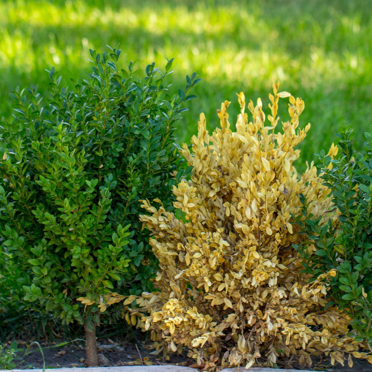 Is there a good fix for boxwood blight?: Full Show 3-29-2025 episode artwork